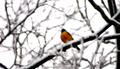 Robin2