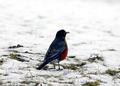Robin4