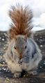 Squirrel1
