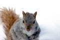 Squirrel2