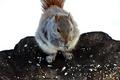 Squirrel3