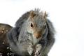 Squirrel4