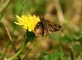 Moth