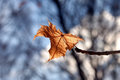 Winter's Withered