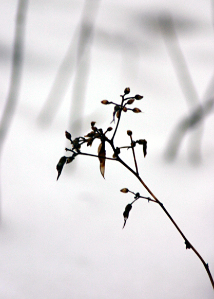 Fall's Remains