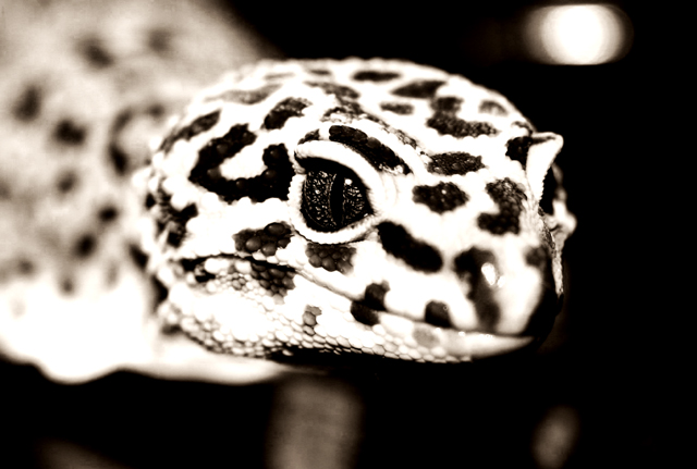 Gecko 3