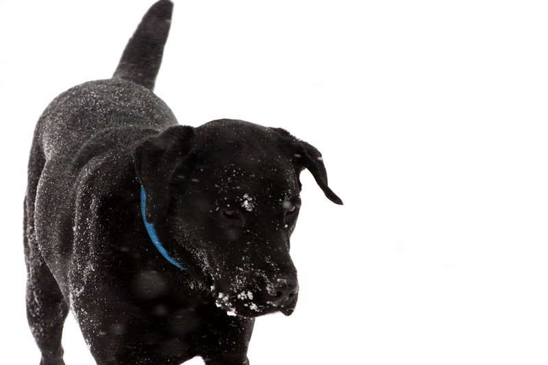 Snowy Lab