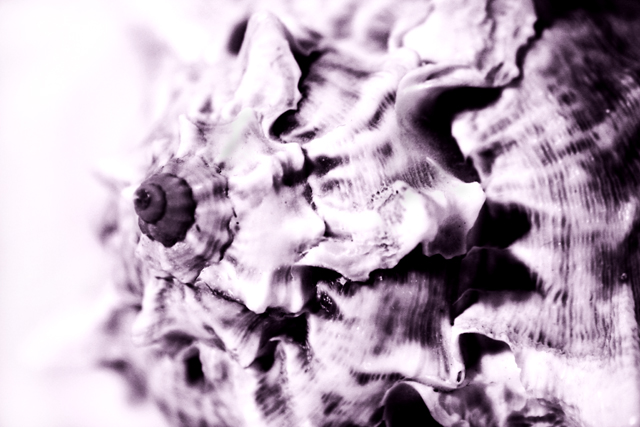 Shadows of a Shell