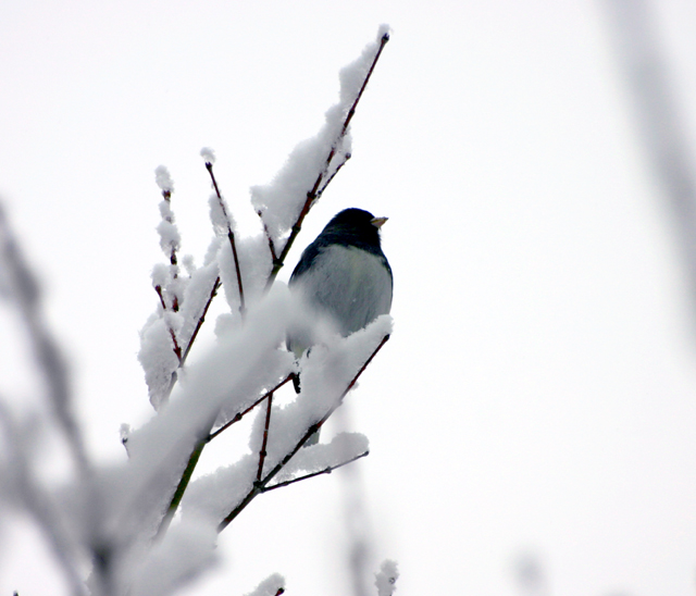 Chickadee