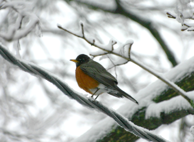Robin3