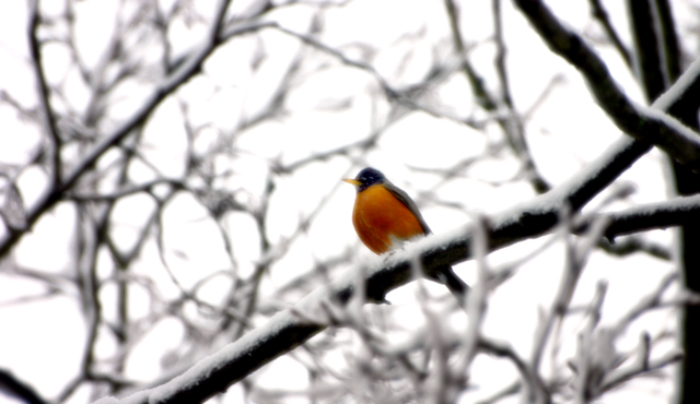 Robin2