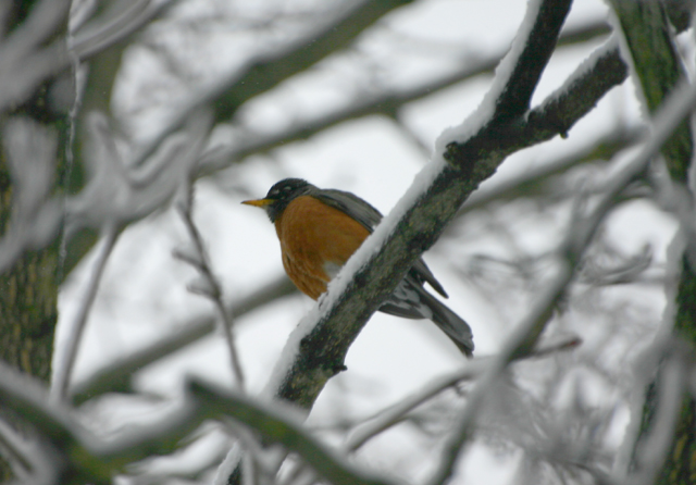 Robin1