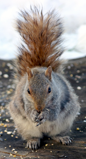 Squirrel1
