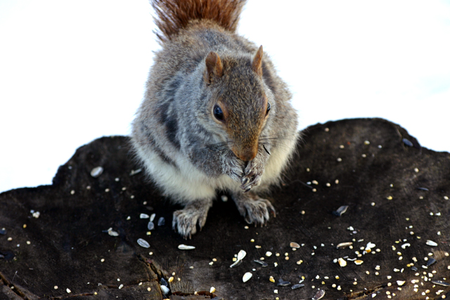 Squirrel3
