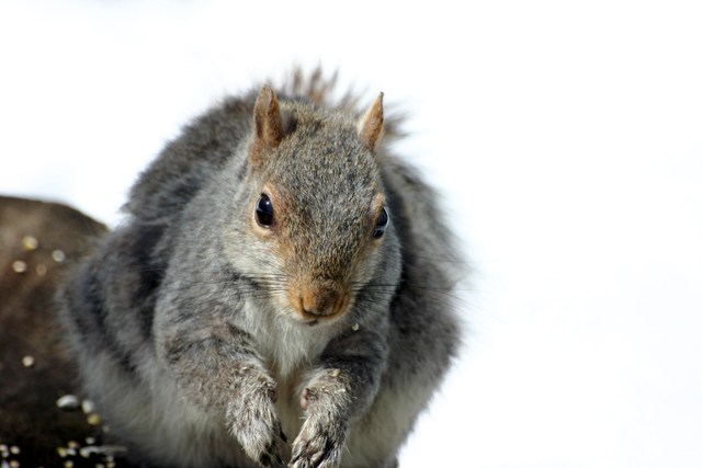 Squirrel4