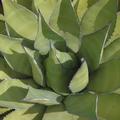 agave_cropped.jpg