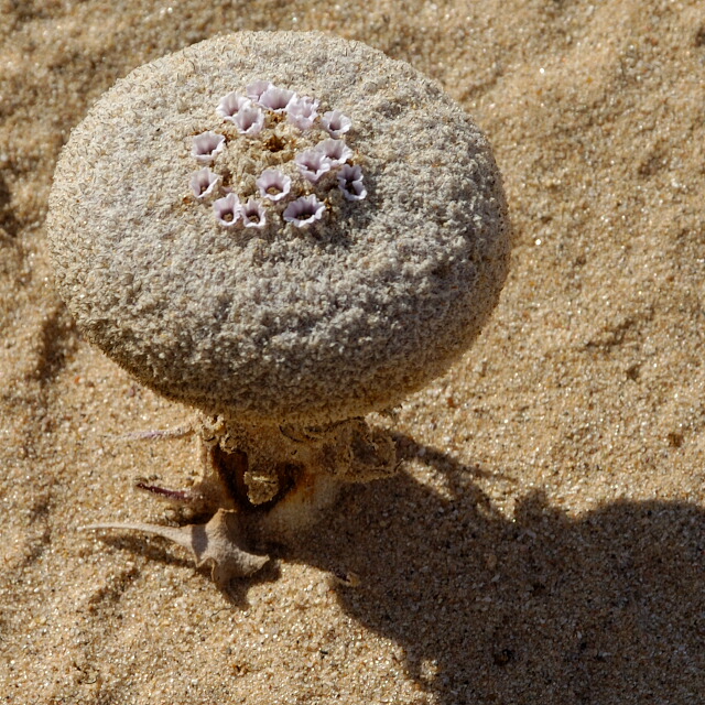 Sandfood (Pholisma sonorae)