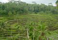 Rice Fields