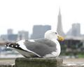 San Francisco Sea Gull