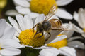 25mm tube + 1.4 extender - 6.jpg