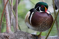 Balancing Wood Duck