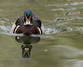 Tug Boat Wood duck