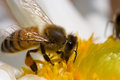descanso bee.jpg