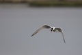 IMG_8698-2.jpg