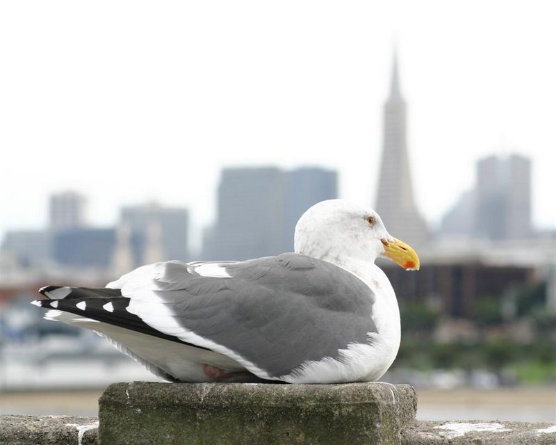 San Francisco Sea Gull