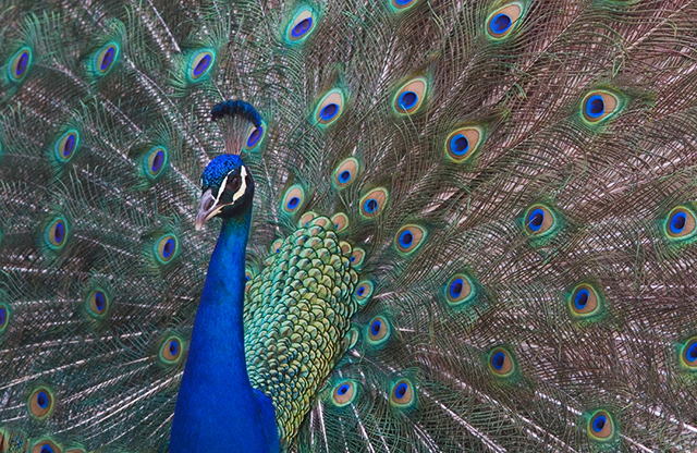 Peacock