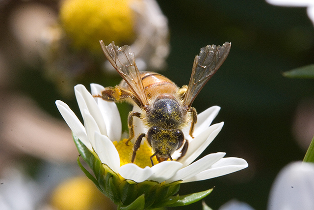 25mm tube + 1.4 extender - 5.jpg