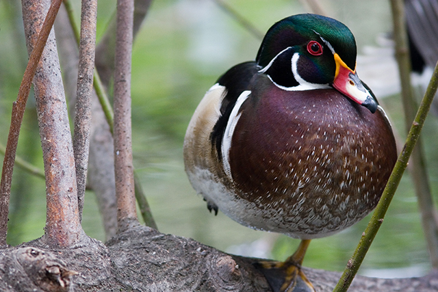 Balancing Wood Duck