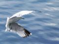 Seagull in flight