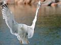 Seagull in flight
