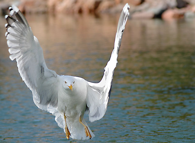 Seagull in flight
