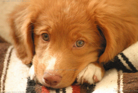 IMG_1035web.gif