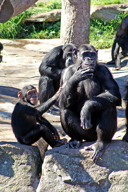 Chimps.jpg