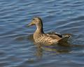 Canard1.jpg