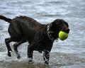 Chien1.jpg