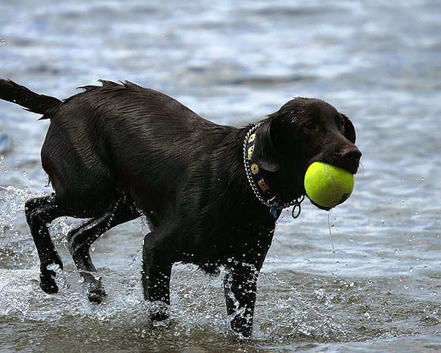 Chien1.jpg
