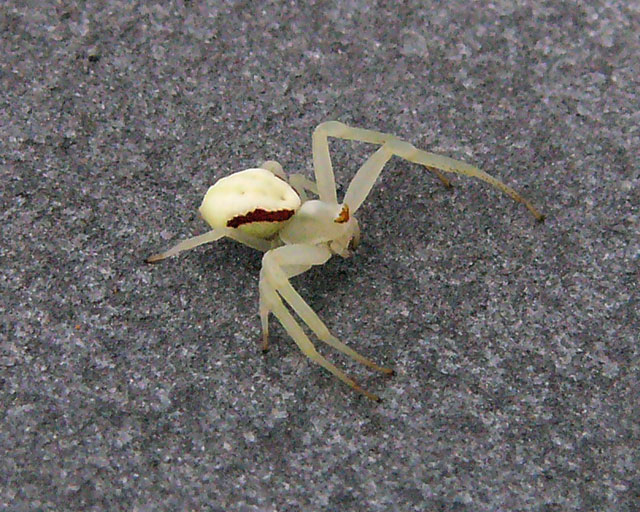 WhiteSpider.jpg