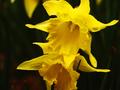 Union 0f Yellow