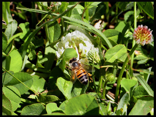 Busy Bee
