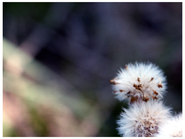 Nominal Bloom