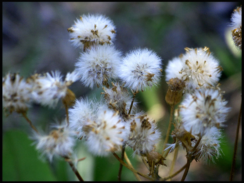 Withered
