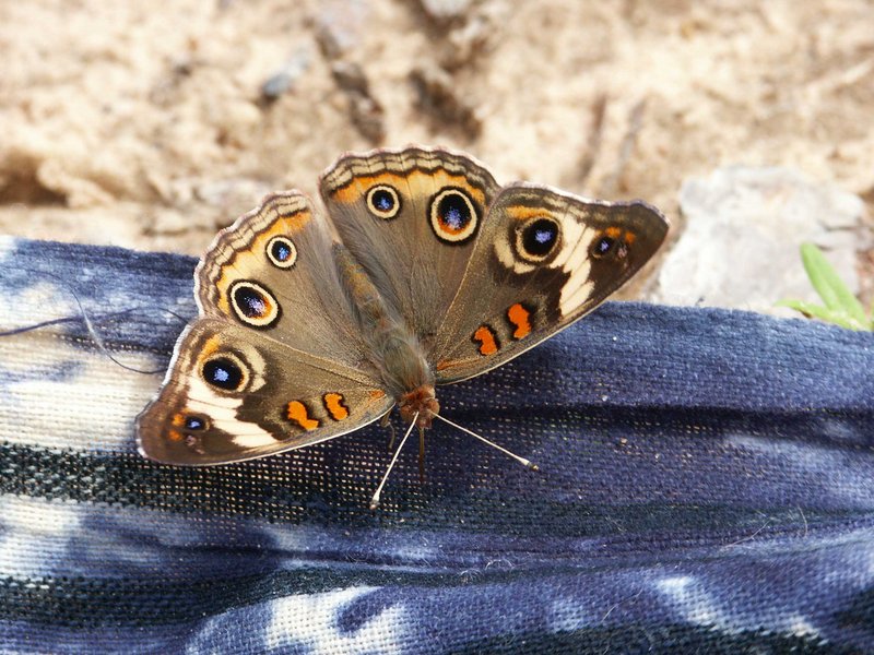 Old Blue Eyes