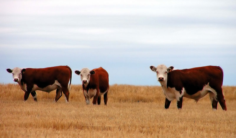 cows_filtered.jpg