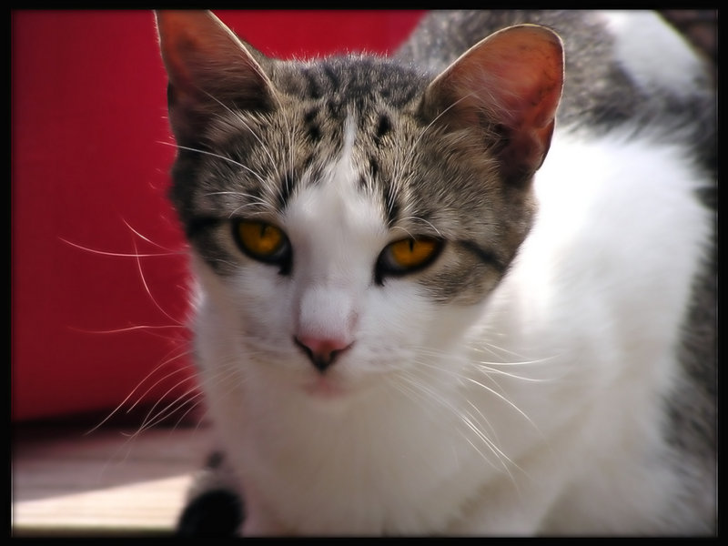 Cat_filtered.jpg