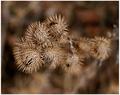 thistles