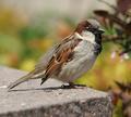 Litlte Bird